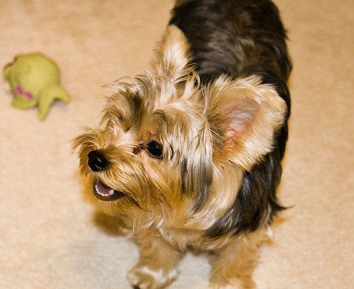 long hair yorkie puppies. Yochon puppies for long-haired