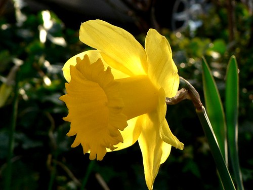 daffodils poem by william wordsworth. daffodils poem by william wordsworth. daffodils
