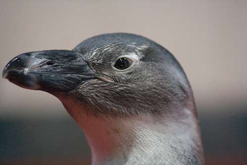 Up close with a Penguin