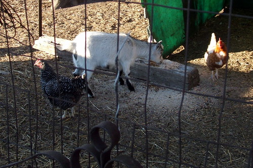 I Want a Goat and Chickens