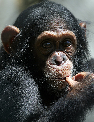 Kikyo the chimpanzee