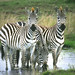 Zebras at Masai Mara National Park Kenya