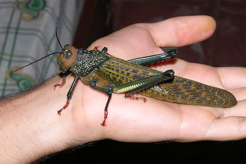 Giant grasshopper (Tropidacris cristata), Caribbean coast of Panama by artour_a.