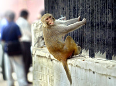 Macaco hindú