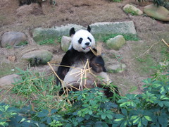 Panda munching