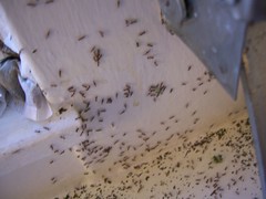 Ant Party