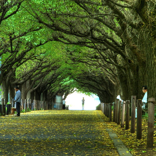 Meiji Jingu Trees