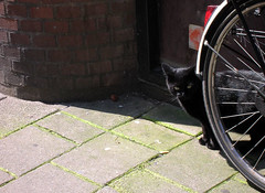 Gatto nero olandese dietro una bicicletta