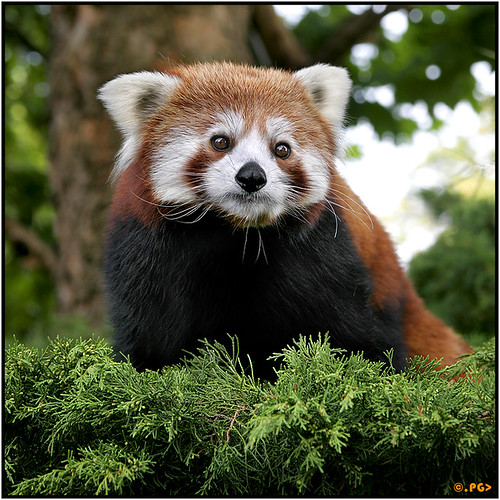 Red Panda Wild Animals Wallpapers