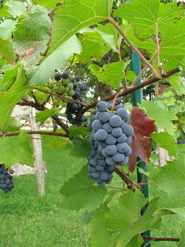 Gamay grapes