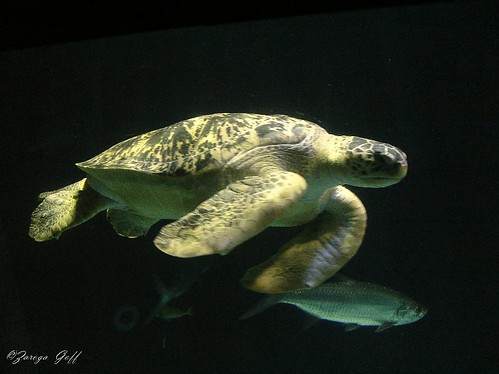 Green Sea Turtle "Chelonia mydas"