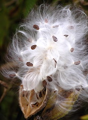 milkweed pod2