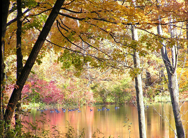Autumn on Foster Pond
