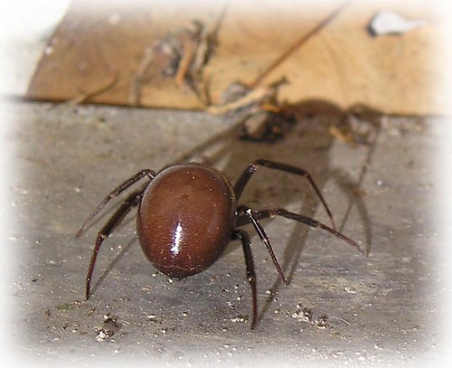 red back spider bites pictures. Female red-ack spider