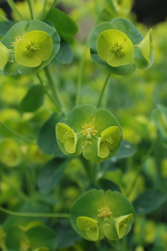 Euphorbia in the Mixed Perennial Border of the Lily Pool Terrace