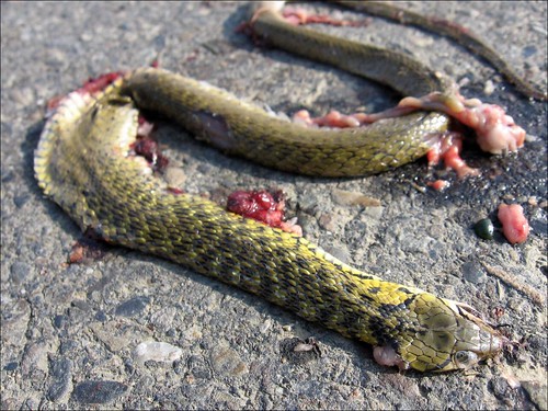 dead snake