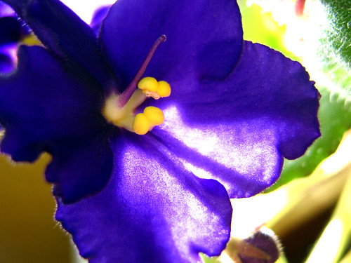 Grandma's violets