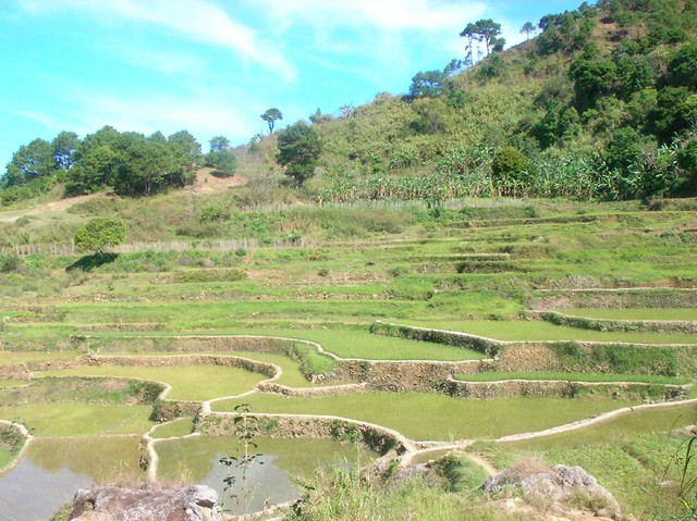 kayan rice terraces