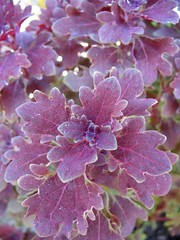 Coleus 'Purple Oak'