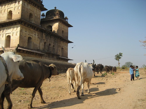 Cows Coming Home, Orchha
