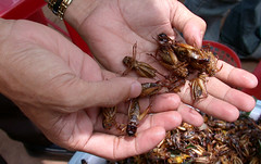 Cambodian deep-fried crickets