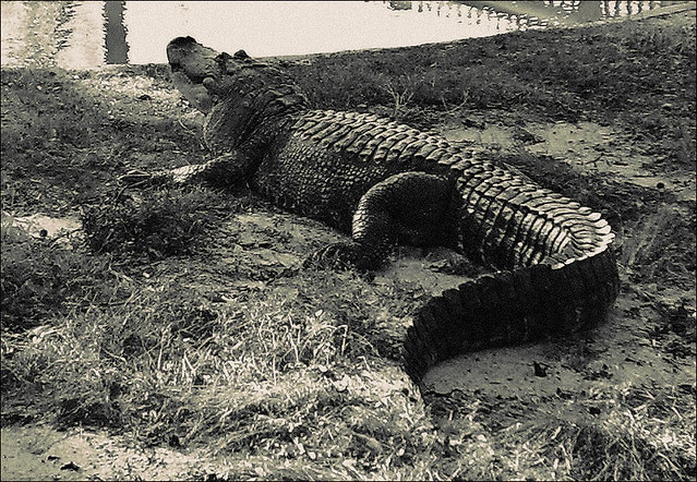 Snapshot Bin: Gator Park Gators! (just a snap for the blog)