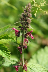 527633367 Hedge_Woundwort 2007-06-02_10:41:20 Oxford_Canal
