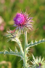 996211711 Musk_Thistle 2007-07-31_19:43:37 Bald_Hill