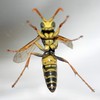 Big wasp acrobat I