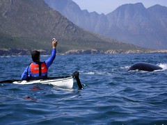 A Southern Right whale surfaces close to Deon off Steenbras mouth