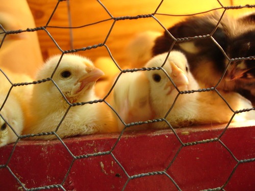 baby chicks pictures. Baby Chicks Under Lights