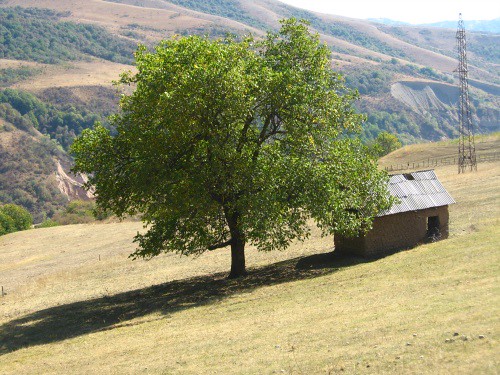 Shed under tree in valley after Kaldama Pass, Kyrgyzstan / 木の下の小谷(カルダマ峠のあと、キルギス)