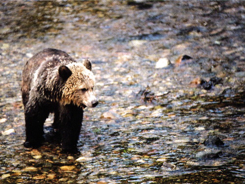 Grizzly in river