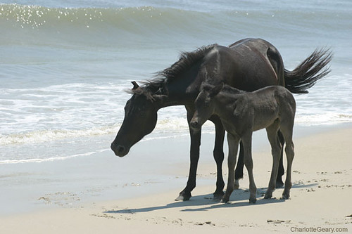 Wild horses on Corolla beach