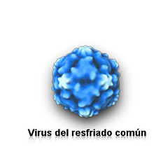 Virus del resfriado común