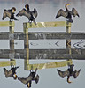 Cormorants Reflecting
