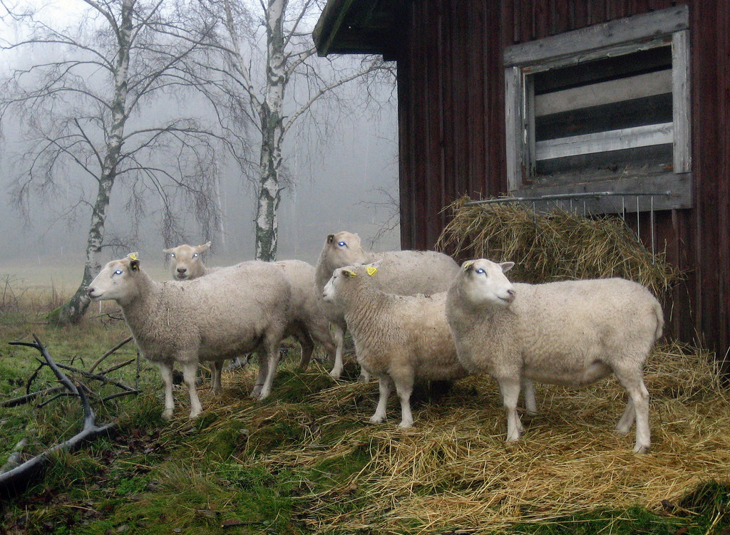 Sheep in the mist II