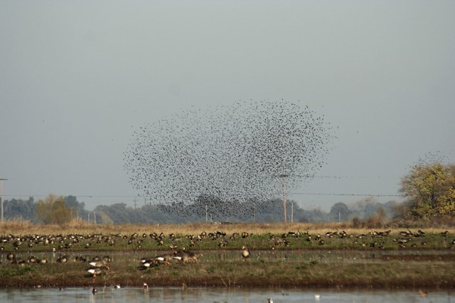 blackbirds swarming