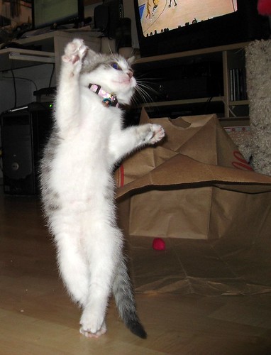 funny cats video. Cat Video Funny Dancing Kitten