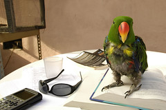 Birdy does Stats hw