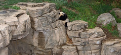 Delicious! Tai Shan has a seat and munches on some food