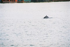 Indo-pacific humpbacked dolphin