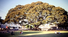 Fig Tree 2 - Santa Barbara