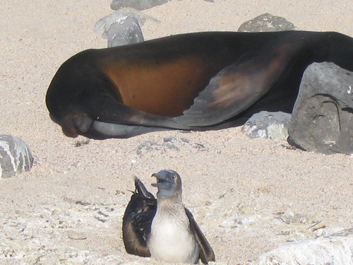 booby with sealion