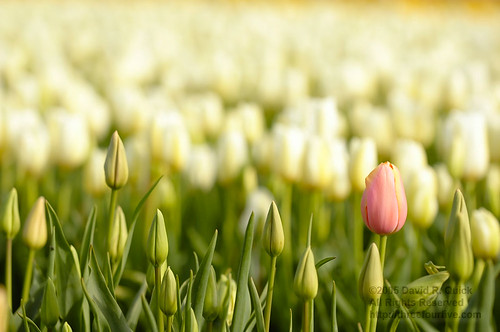 Tulip flowers.. 