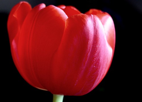 Tulips For Friends - I Love You