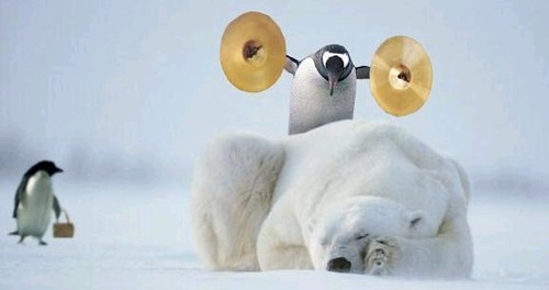 funny penguins. Penguins and PolarBears Funny