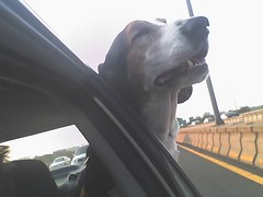 Basset on the move