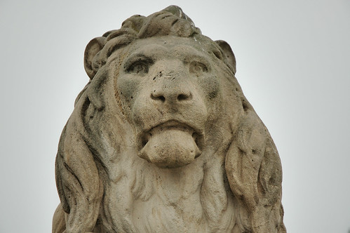 Lion Face 4