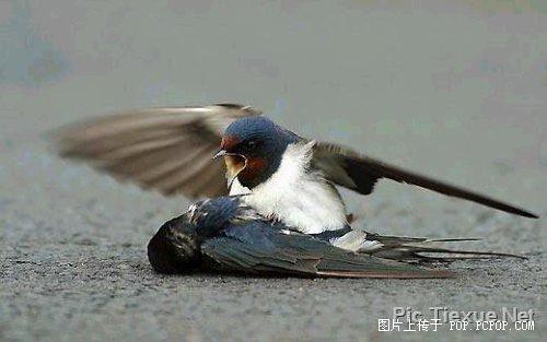 swallow love story